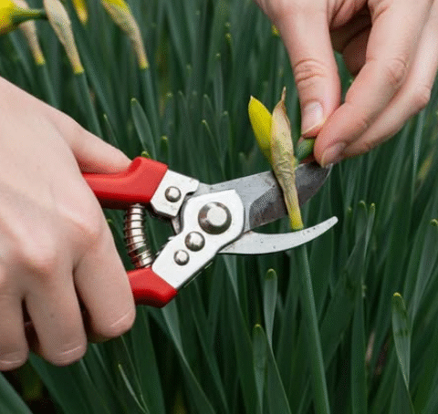 10 Things You Must Do in Your Garden Now for a Thriving Summer Garden