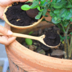 Why You Should Put a Peppermint Plant in Your Entryway