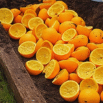 The Art of Companion Planting: 5 Plants to Keep Away from Rosemary & 10 Beneficial Companions