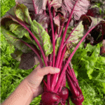 White Vinegar Is A Gardener’s Best Friend. Here Are 11 Clever Uses in The Garden