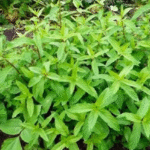 14 Herbs & Plants That Repel All Types Of Insects