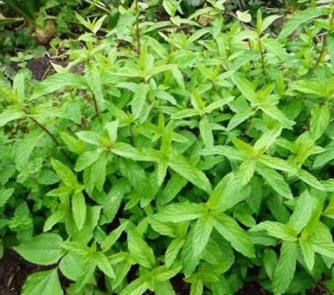 8 Amazing Reasons Why You Should Grow Mint At Home And How To Do It