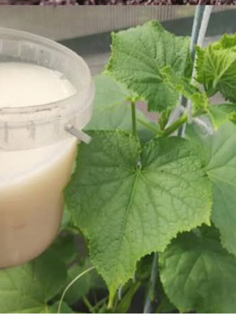 Baking Soda: A Gardener’s Best Friend