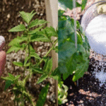 Why You Should Grow Hollyhocks in Your Yard and How to Eat Every Part of this Plant