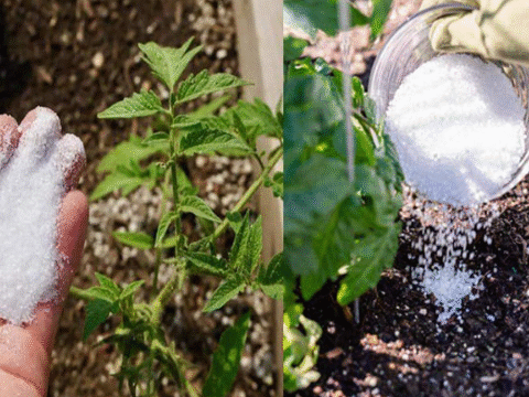 Baking Soda Is A Gardener’s Best Friend – Here Are 14 Nifty Uses In The Garden