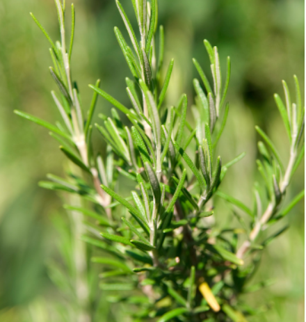 Got A Rosemary Bush