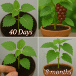 A simple homemade spray to keep garden pests away
