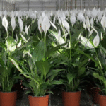 7 Brilliant Reasons to Soak Your Seeds Before Planting (Plus How to Do It Right)