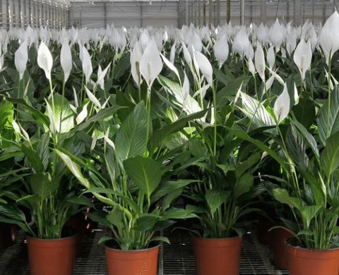 How To Get Peace Lilies To Bloom More Often