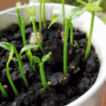 Why You Should Grow Hollyhocks in Your Yard and How to Eat Every Part of this Plant