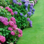 Why You Should Put a Lavender Plant in Your Entryway