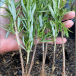 15 Ways For Using Eggshells In The Garden