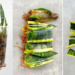 A simple homemade spray to keep garden pests away