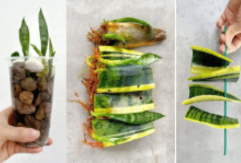 Multiply Your Snake Plant the Easy Way