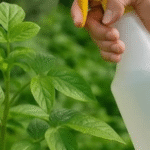 Stop Buying Celery. Use This Brilliant Method to Grow a Never-Ending Supply at Home