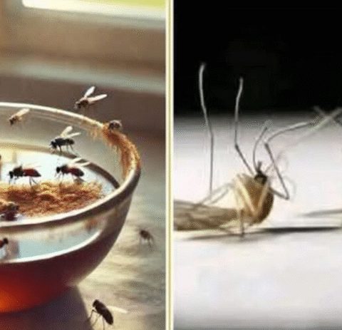Never See Flies and Mosquitoes in Your House Again – A Simple and Effective Homemade Trap