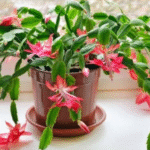 Multiply Your Snake Plant the Easy Way