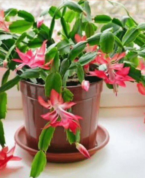 How to Grow a Christmas Cactus from Cuttings: A Complete Guide