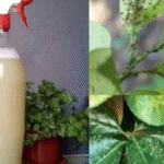 Multiply Your Snake Plant the Easy Way