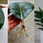 Baking Soda: A Gardener’s Best Friend