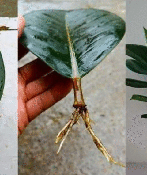 How to Grow a Rubber Plant from a Leaf: Step-by-Step Guide