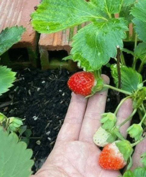 Everyone Loves Strawberries, But Most People Don’t Realize How Important Their Leaves Are!