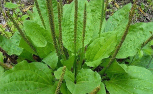 The Secret Strength of Plantago Major: Nature’s Humble Healer