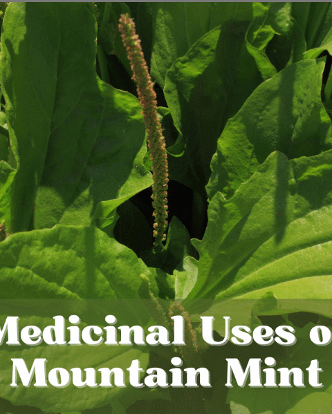 The Secret Strength of Plantago Major: Nature’s Humble Healer