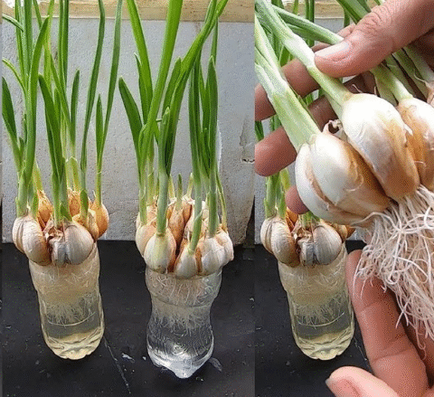 Special Trick to Root Garlic Quickly & Have Unlimited Supply