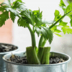 20 Plants And Herbs Which You Can Grow From Cuttings