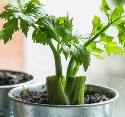 Stop Buying Celery. Use This Brilliant Method to Grow a Never-Ending Supply at Home