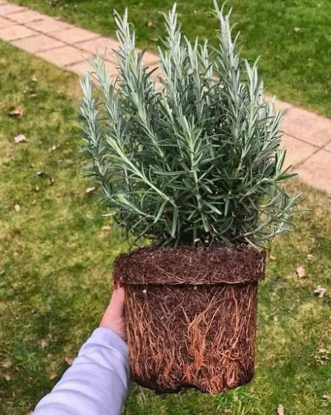 The Art of Companion Planting: 5 Plants to Keep Away from Rosemary & 10 Beneficial Companions