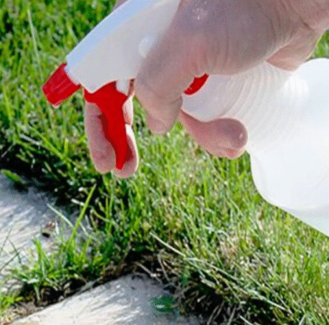 White Vinegar Is A Gardener’s Best Friend. Here Are 11 Clever Uses in The Garden