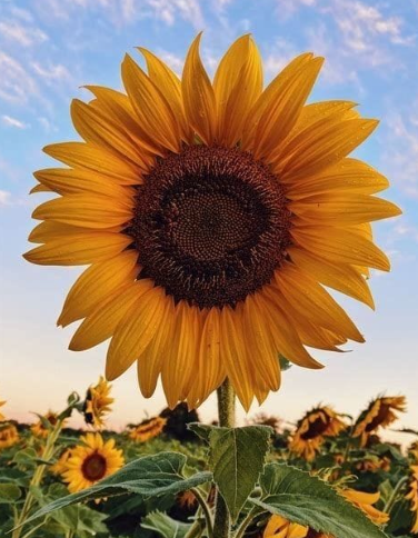 Why You Should ALWAYS Plant Sunflowers in Your Garden