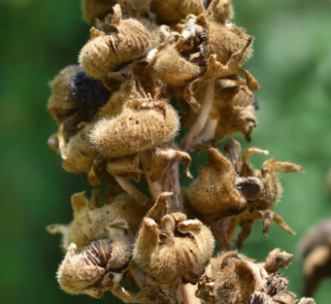Why You Should Grow Hollyhocks in Your Yard and How to Eat Every Part of this Plant