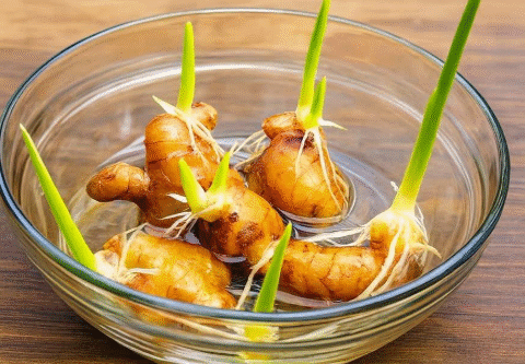 A Beginner’s Guide to Growing Ginger in Water What You’ll Need