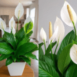 A Beginner’s Guide to Growing Ginger in Water What You’ll Need